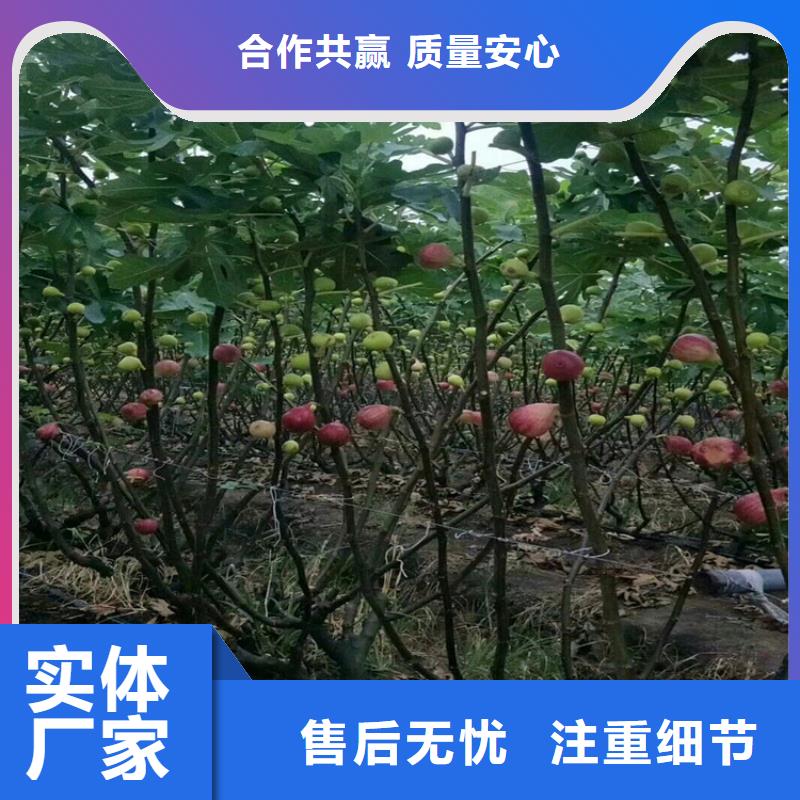 无花果石榴树品质优良