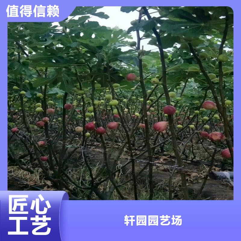 无花果石榴苗专注细节专注品质