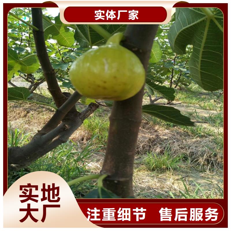 【无花果】梨树苗品质信得过