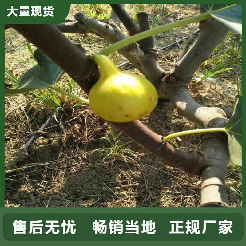 无花果3公分软籽石榴苗产地源头好货