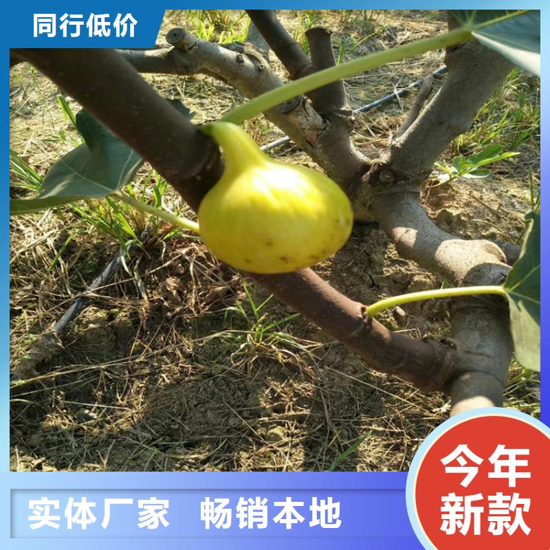 【无花果梨树苗今日价格】