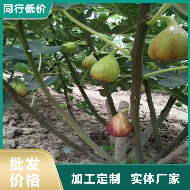 【无花果苹果苗定制销售售后为一体】