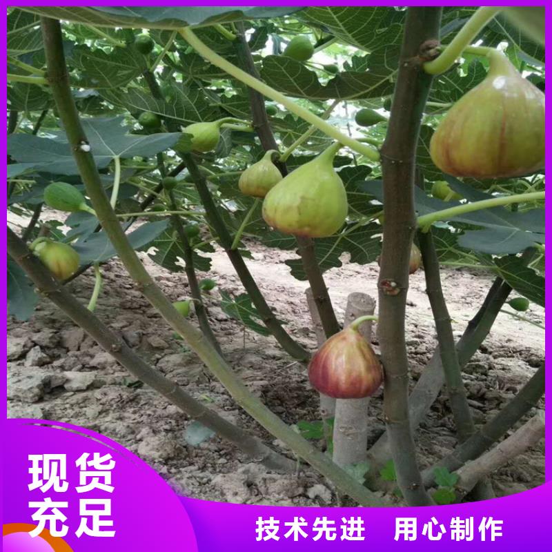 无花果,石榴树用心做产品