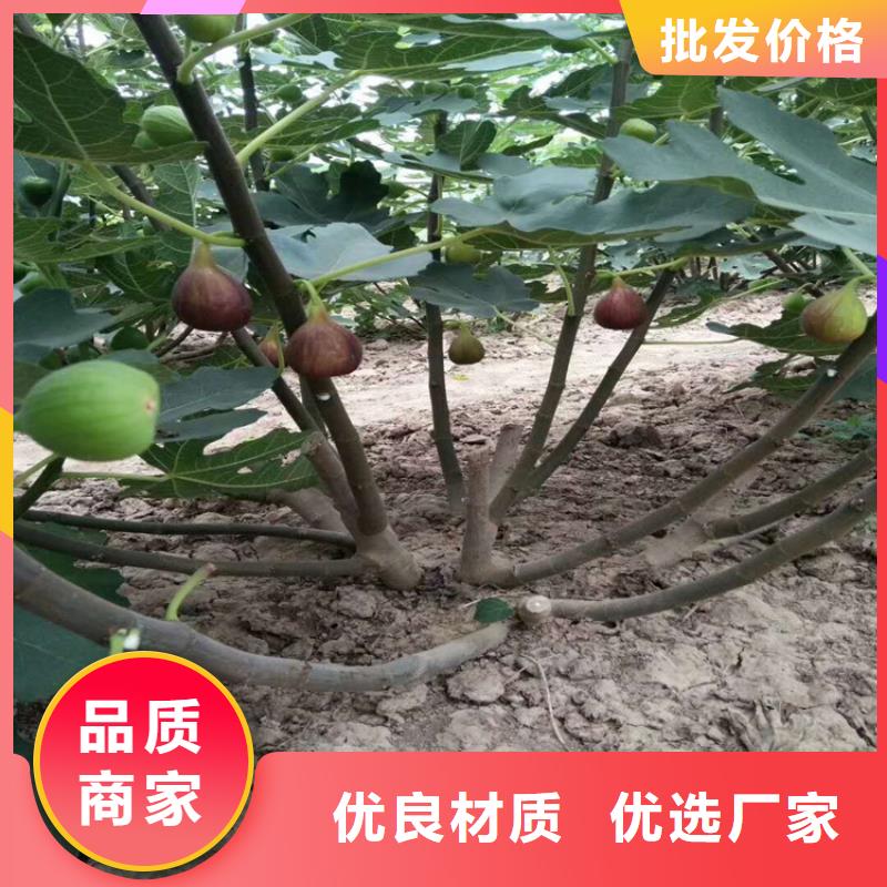 无花果【桃树苗】甄选好物