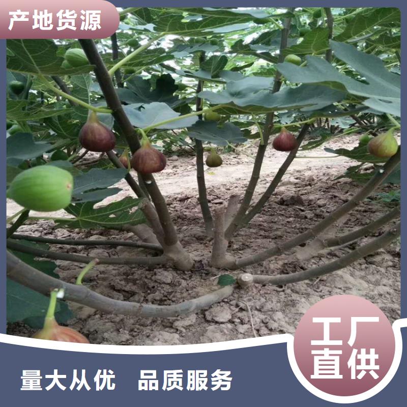 无花果苹果苗市场行情