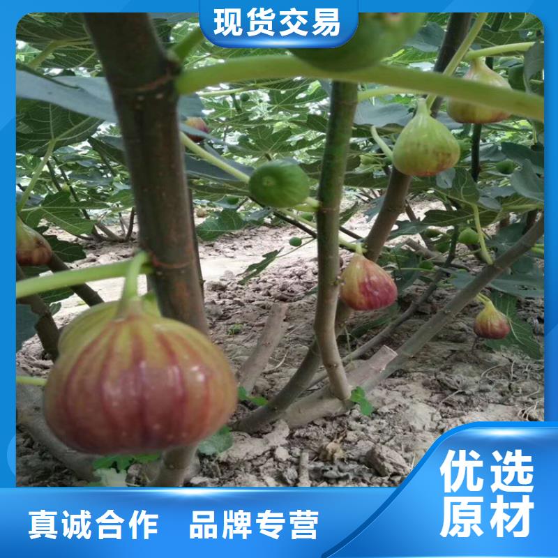 无花果苹果苗拒绝伪劣产品