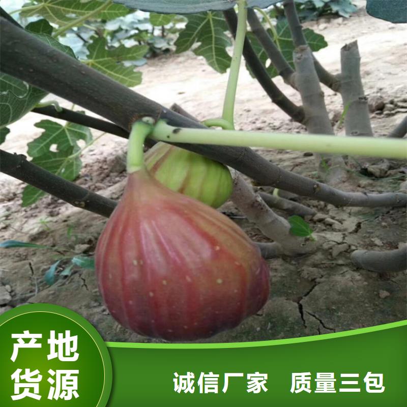 无花果桃树苗库存充足