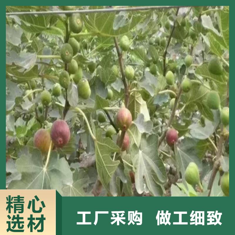 【无花果杏树苗批发价格】