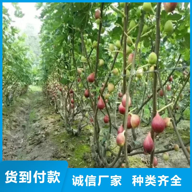 无花果_【樱桃苗】甄选好厂家