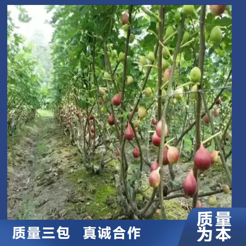 【无花果苹果苗厂家直销省心省钱】