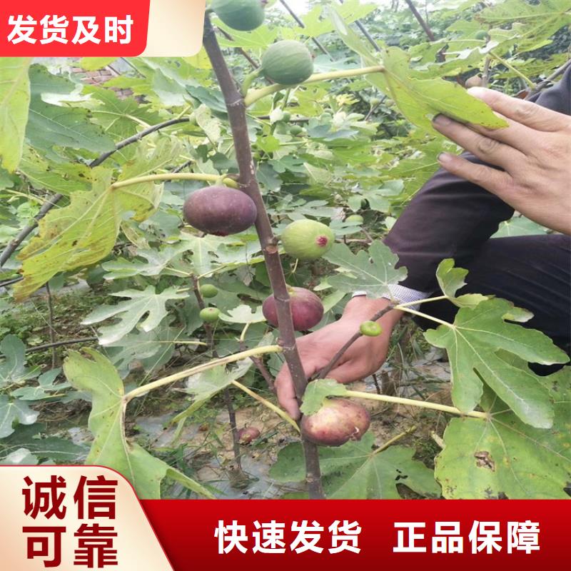 无花果苹果苗拒绝伪劣产品