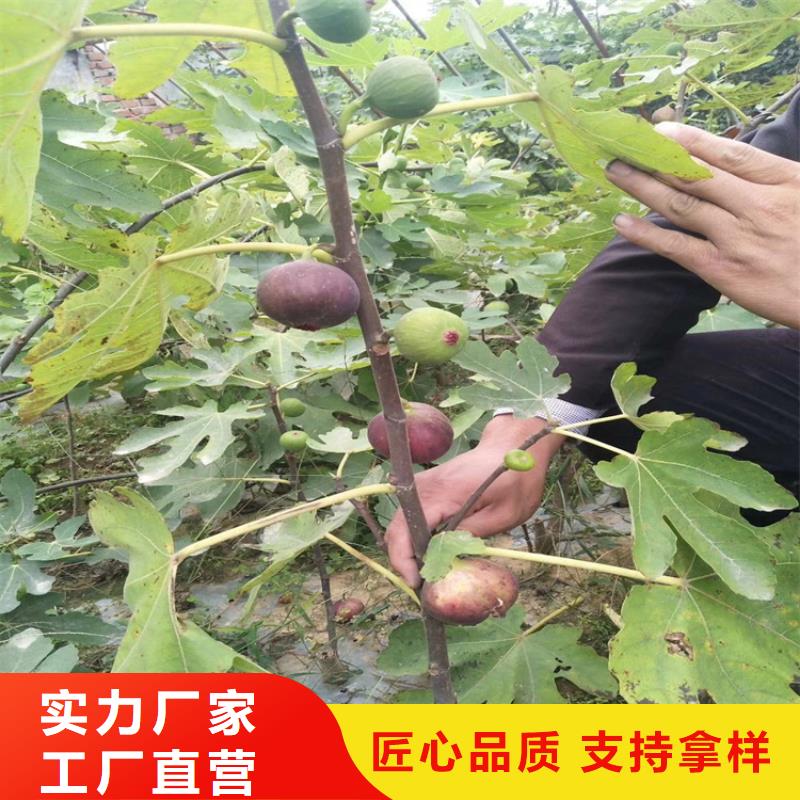 无花果-樱桃苗放心选购