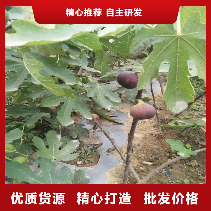 无花果苹果苗精选优质材料