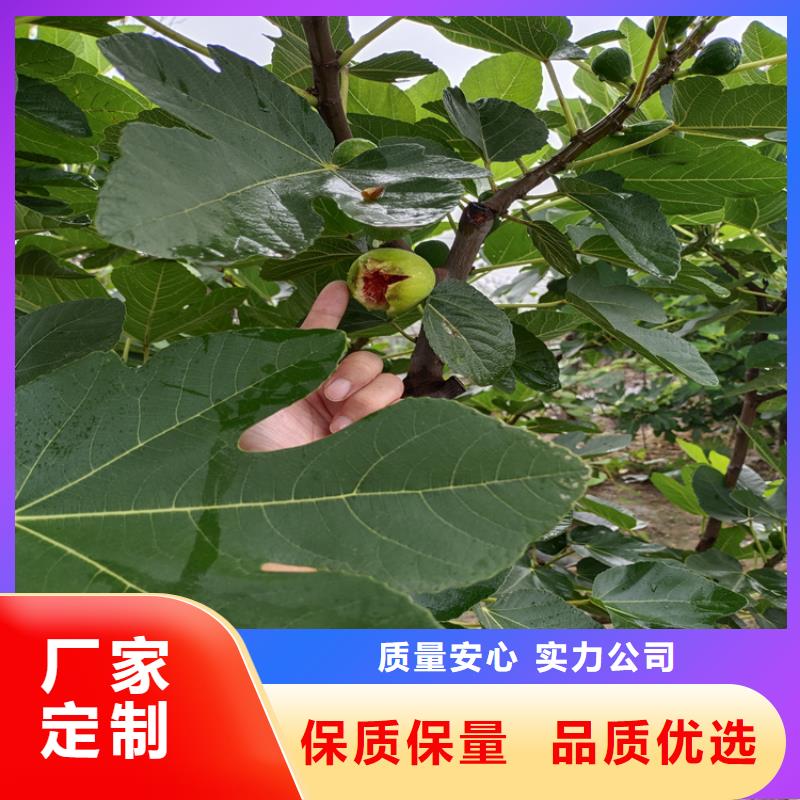 无花果,石榴树用心做产品