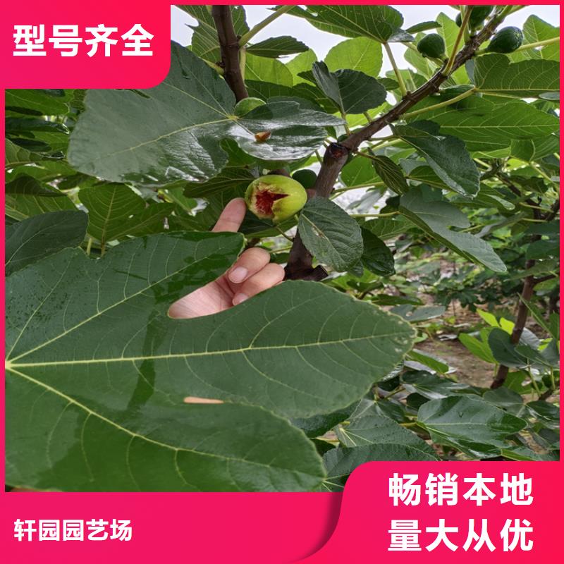 无花果北美冬青严选好货