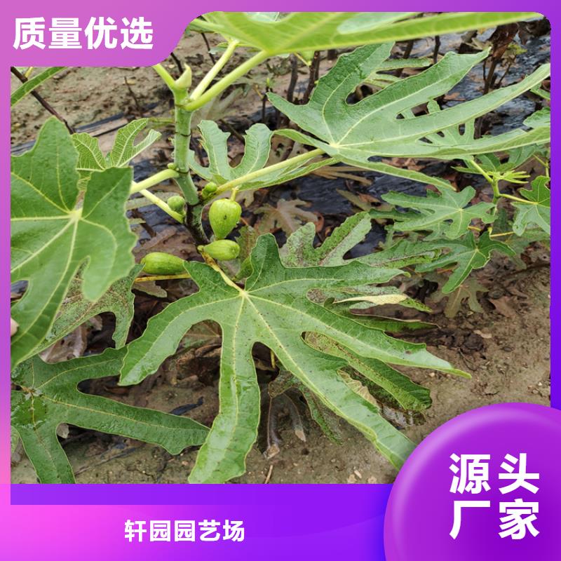 无花果苹果苗拒绝伪劣产品