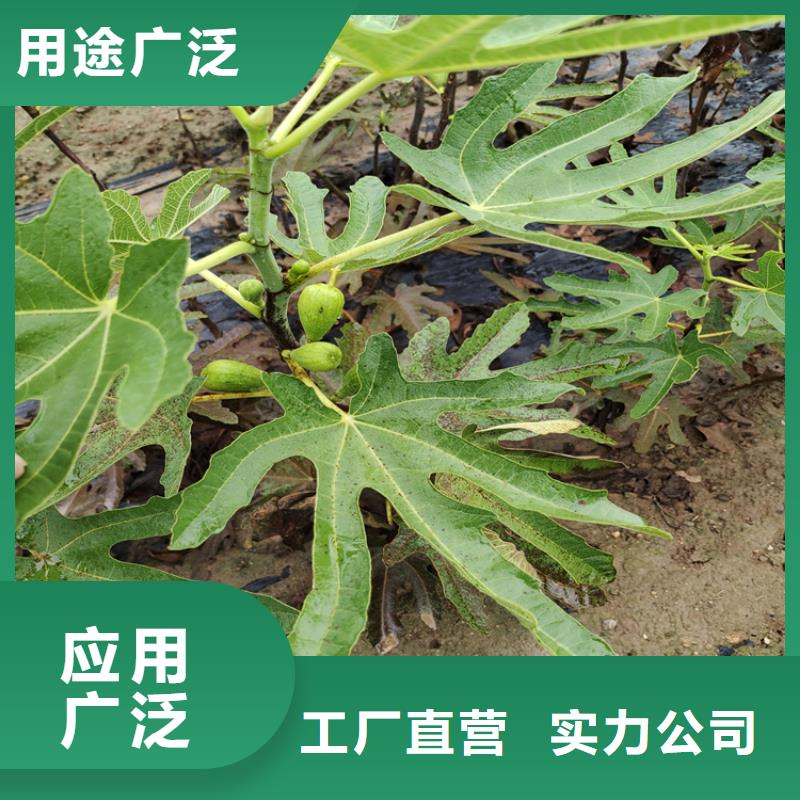 无花果,石榴树用心做产品