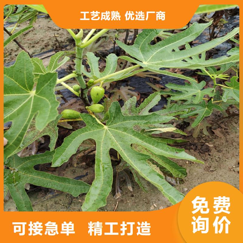 无花果樱桃苗种类丰富