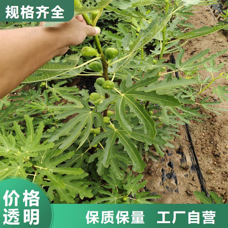 无花果苹果苗精选优质材料