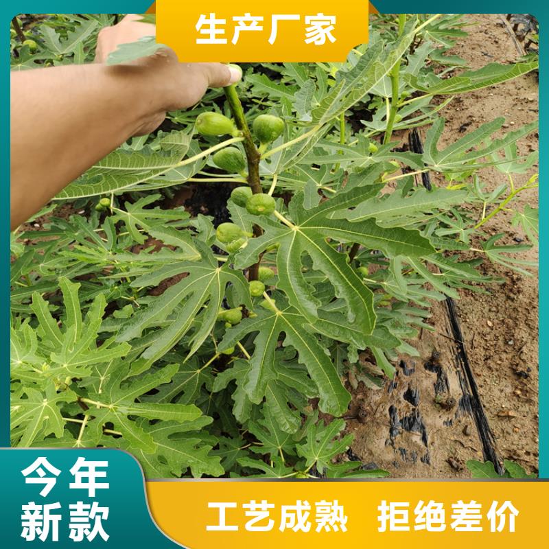 无花果苹果苗精选优质材料