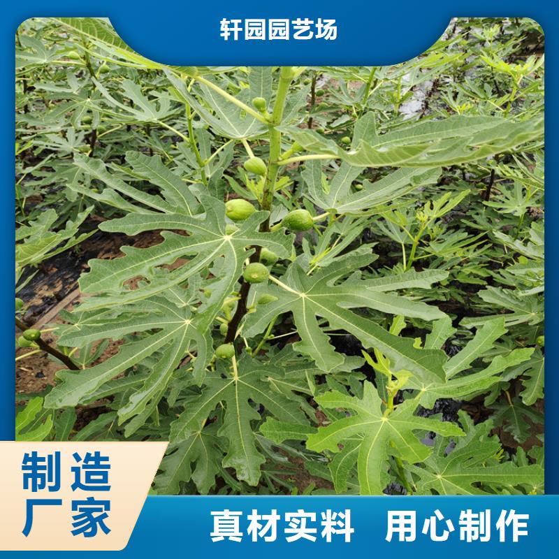 无花果蓝莓苗严选用料