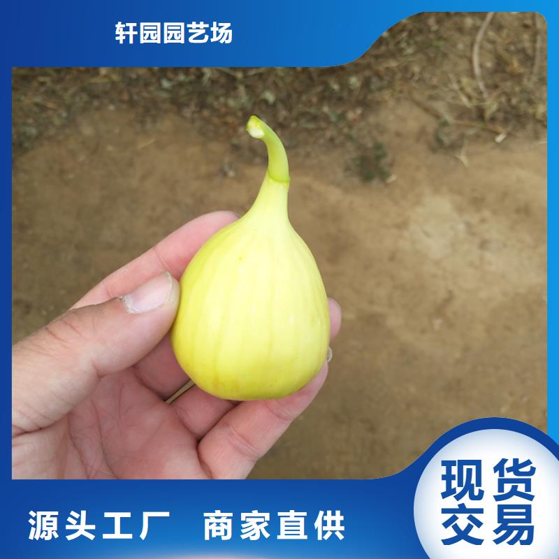 【无花果-玛瑙红石榴苗按需定制真材实料】