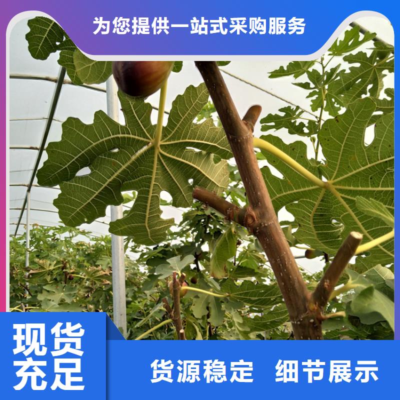 无花果草莓苗支持批发零售