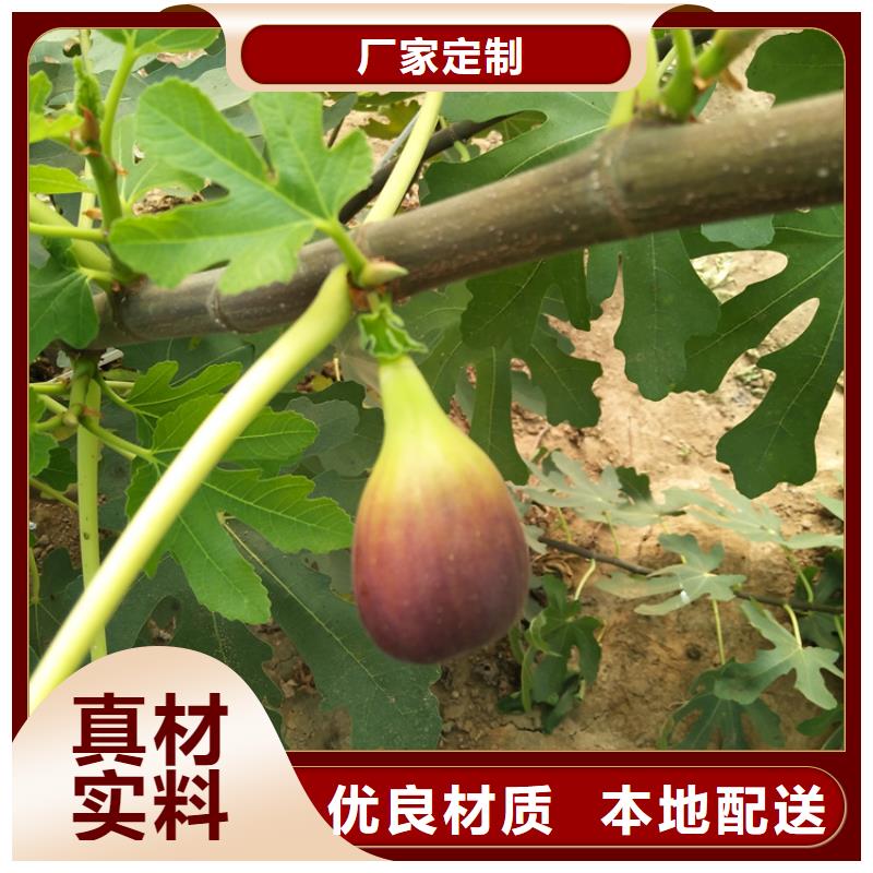 无花果樱桃苗严选好货