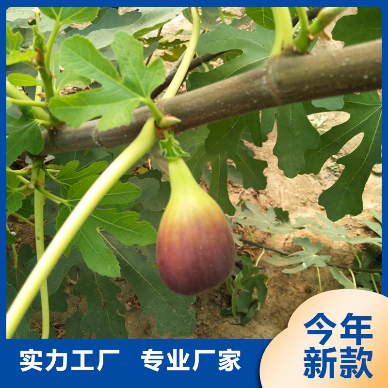 无花果-红颜草莓源厂供货