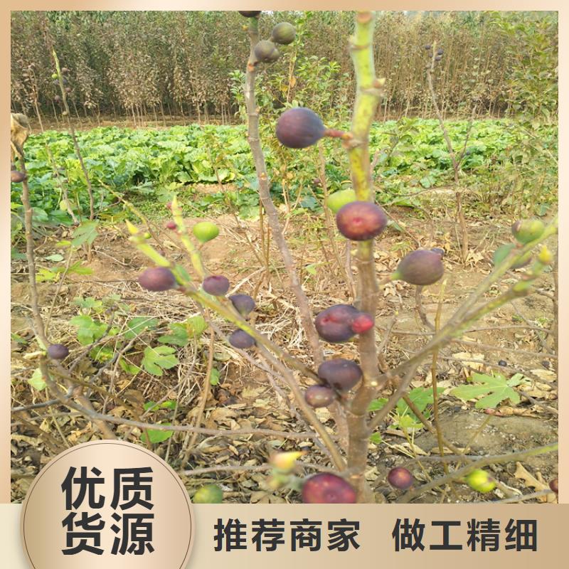 【无花果苹果苗厂家直发】