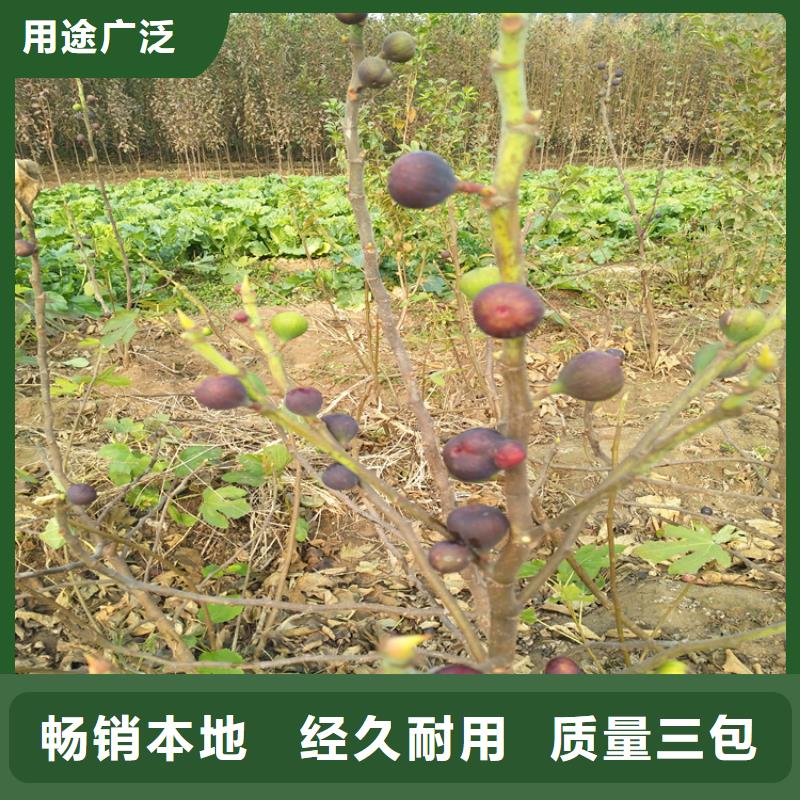 无花果苹果苗厂家现货批发