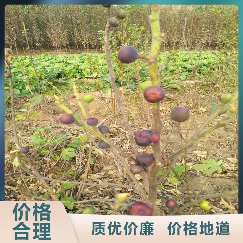 【无花果】_石榴树现货齐全售后无忧