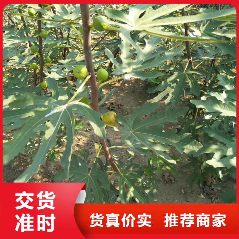 无花果,石榴树用心做产品