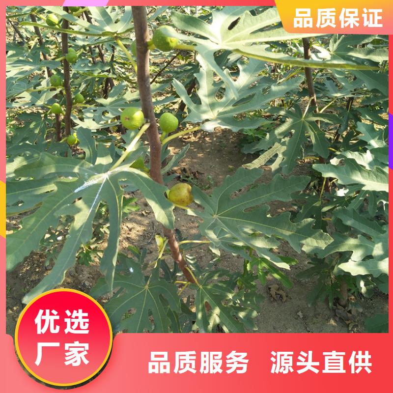 无花果苹果苗精选优质材料