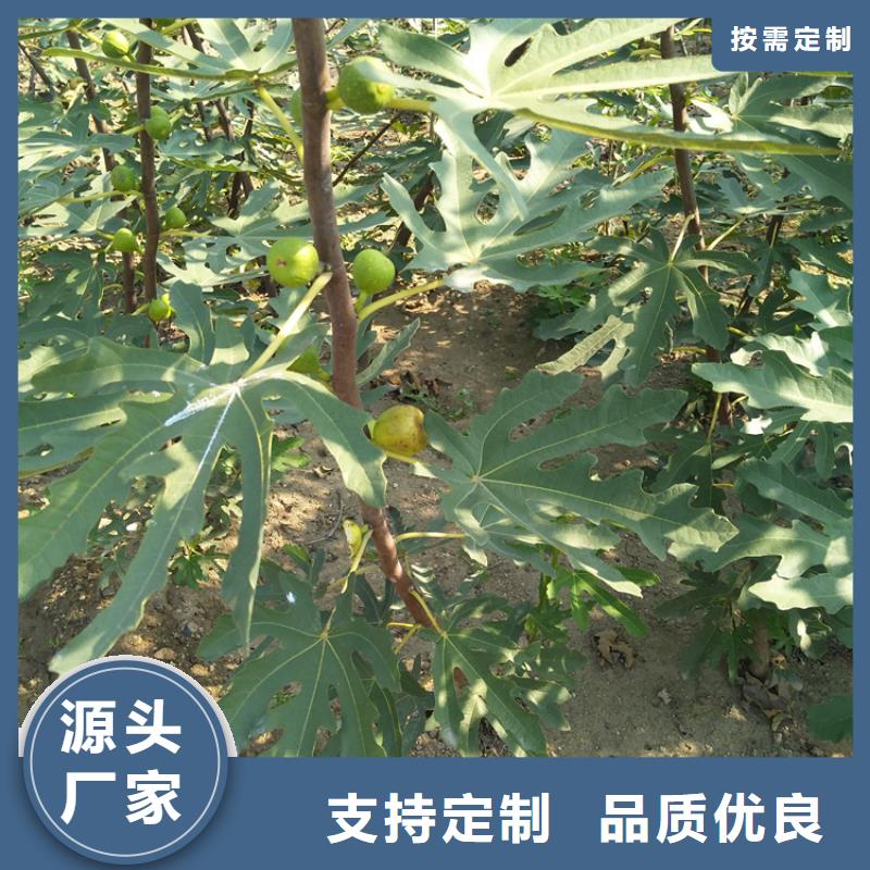 无花果蓝莓苗严选用料