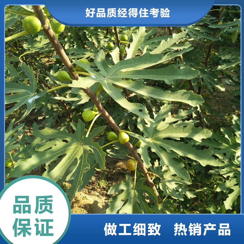 无花果苹果苗支持拿样