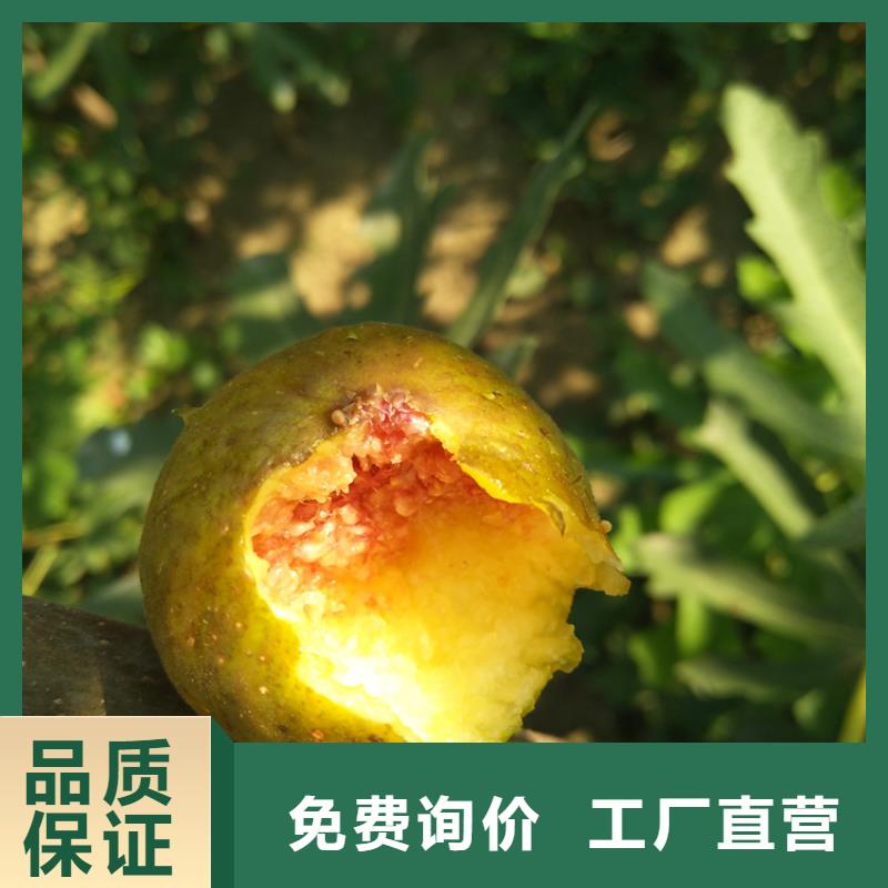 无花果【樱桃苗】厂家