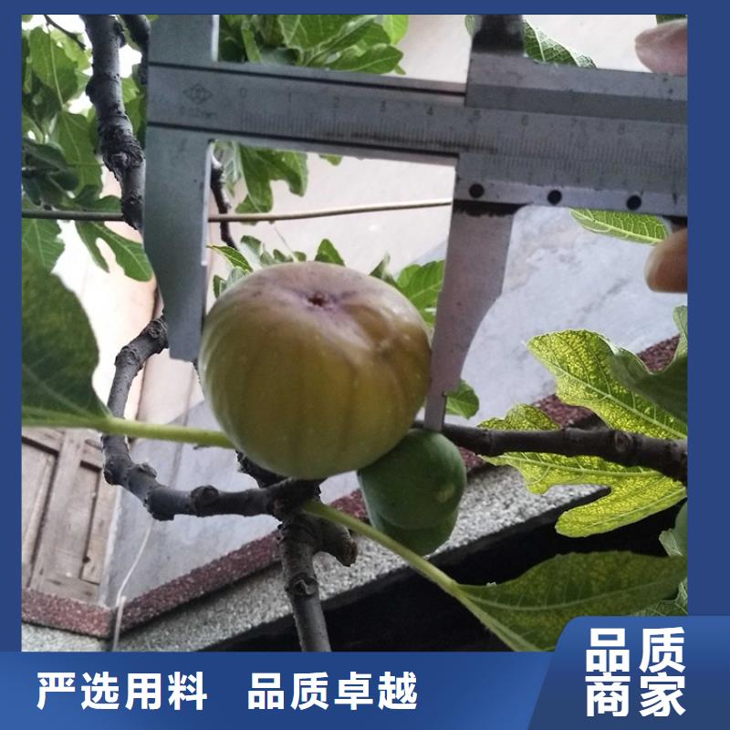 【无花果杏树苗批发价格】