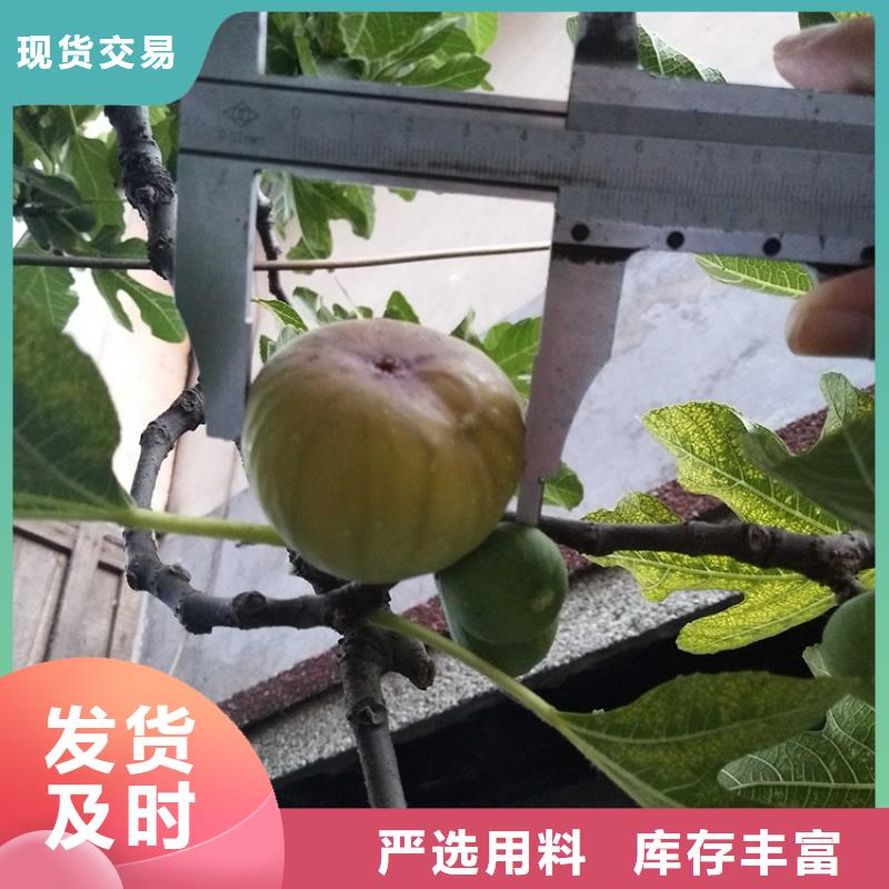 无花果北美冬青严选好货