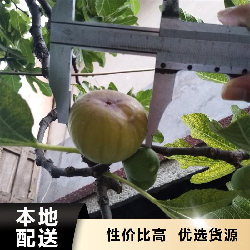 无花果草莓苗支持批发零售