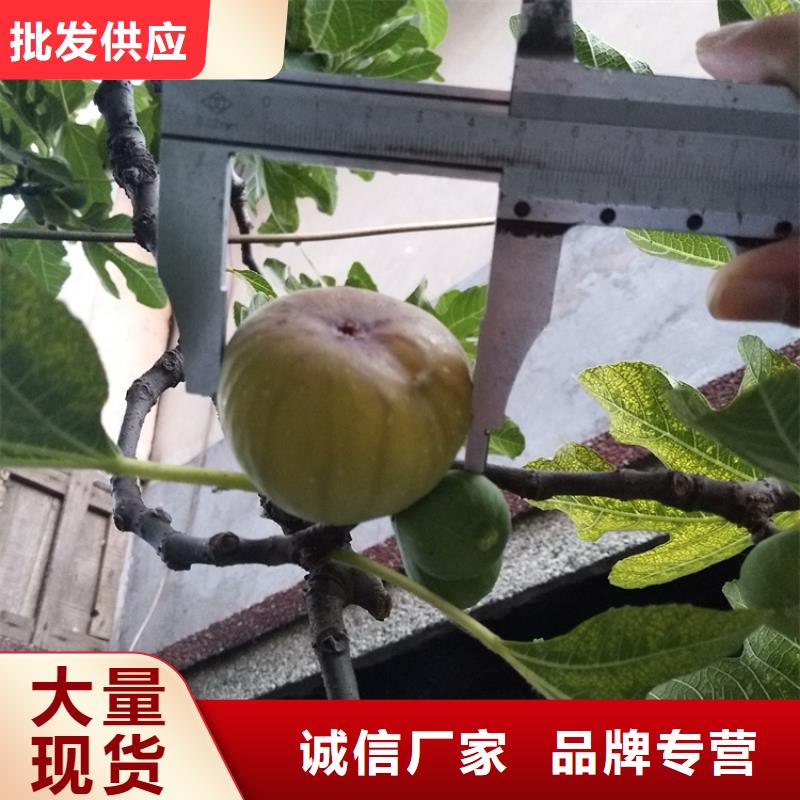 【无花果】樱桃苗现货销售