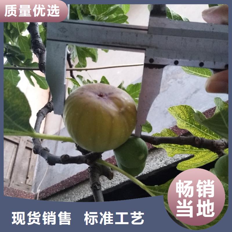 无花果,樱桃苗现货交易