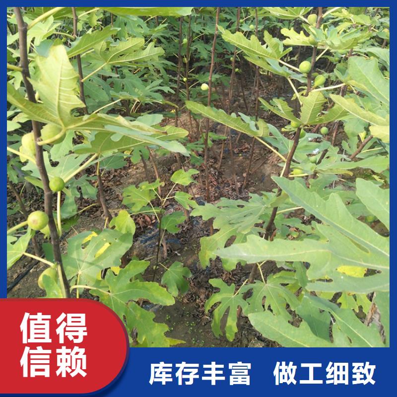 无花果石榴树品质优良