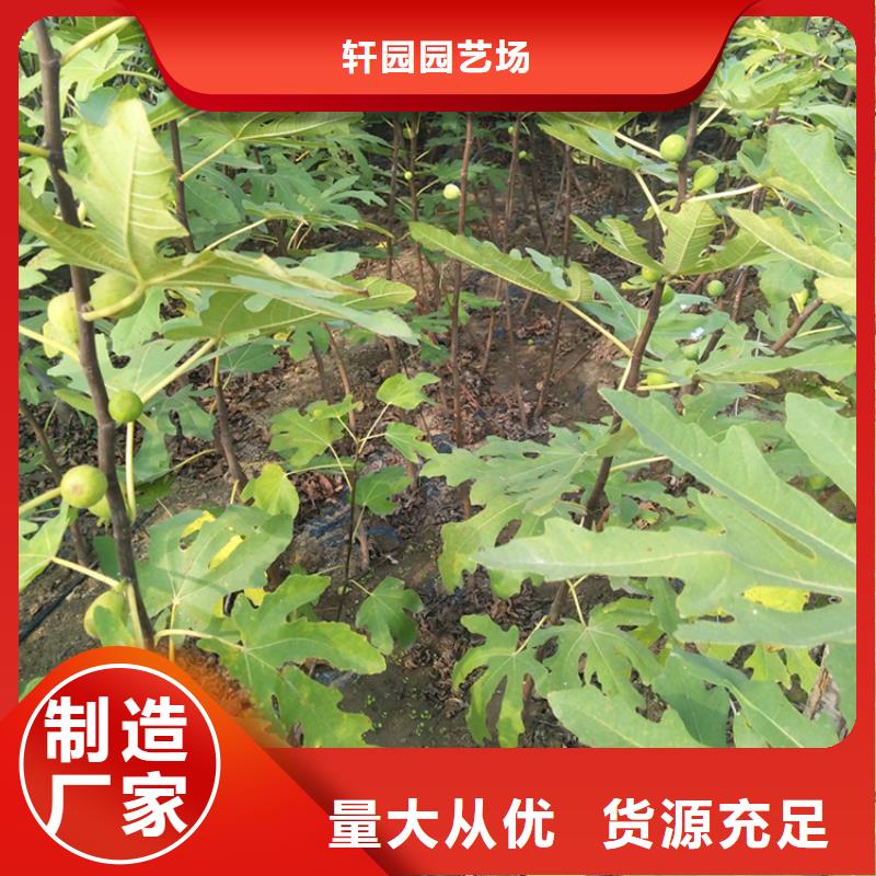 【无花果-玛瑙红石榴苗按需定制真材实料】