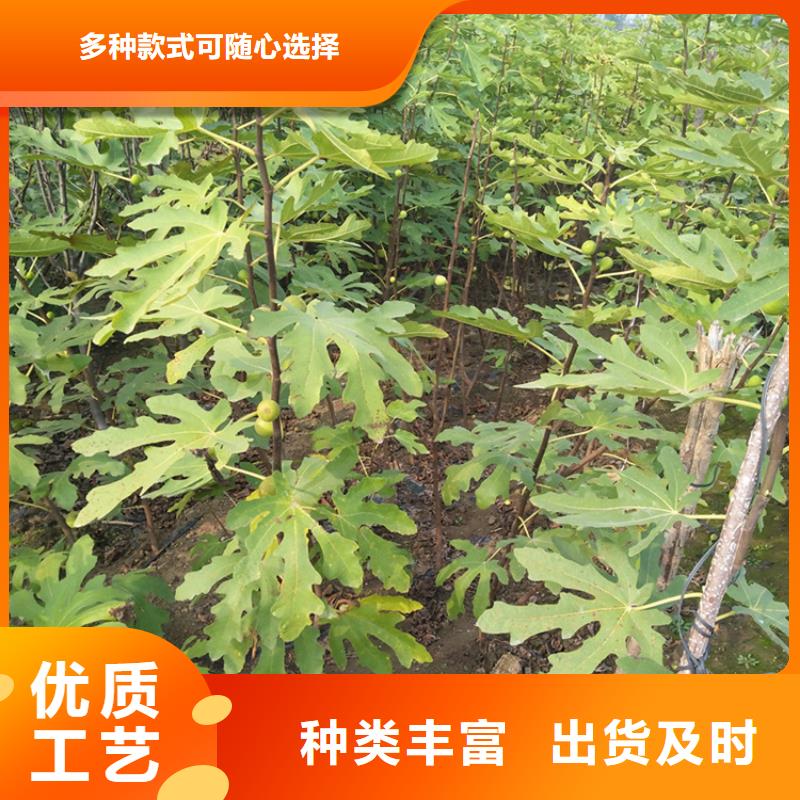 无花果苹果苗精选优质材料