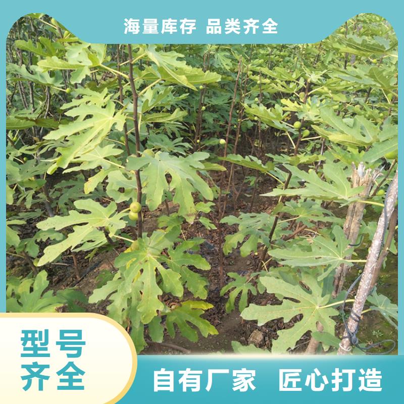 无花果北美冬青严选好货