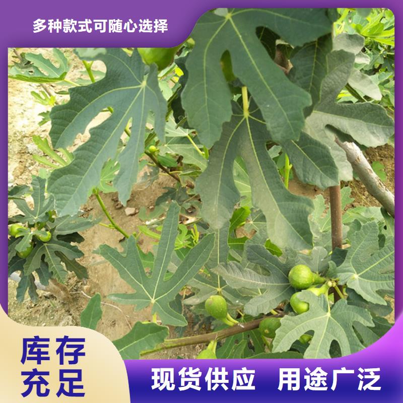 无花果石榴苗厂家批发价