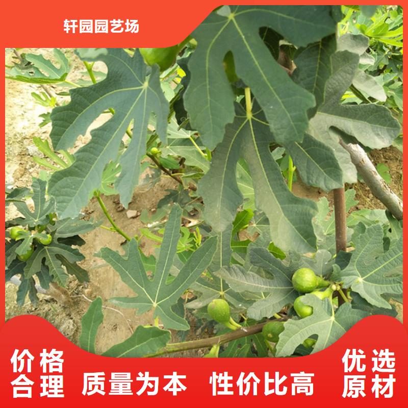 无花果樱桃苗款式多样