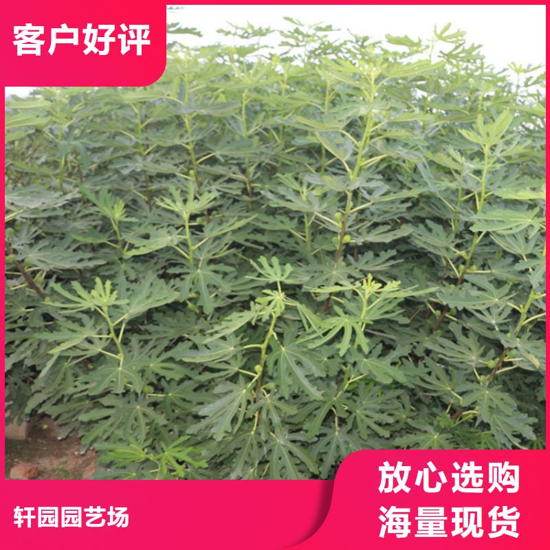 无花果苹果苗拒绝伪劣产品