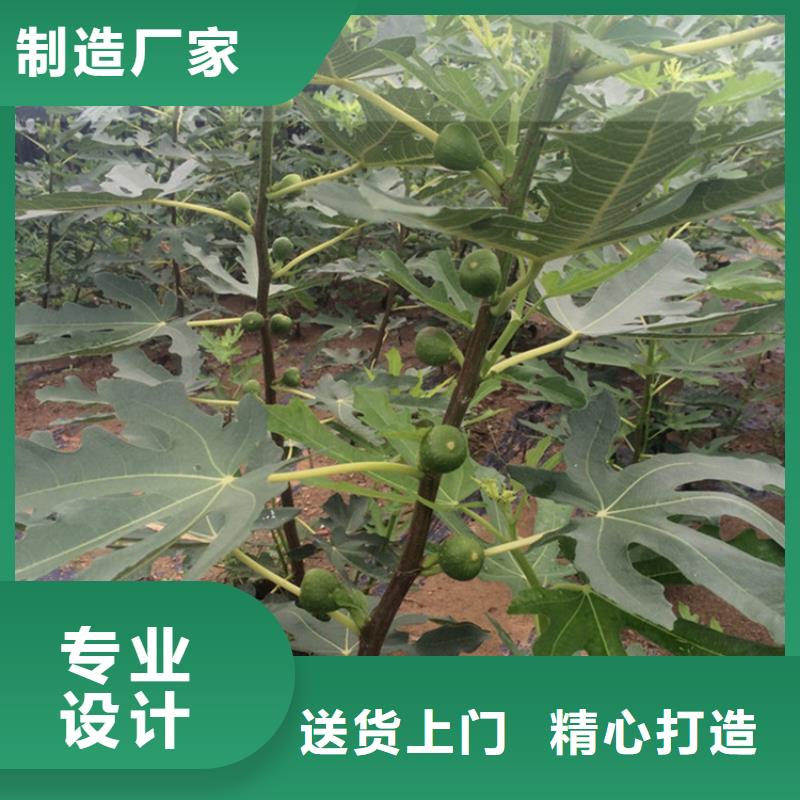 无花果-石榴树苗现货实拍